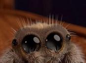 Open Post: Hosted Lucas, World’s First “Cute” Spider