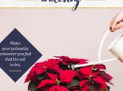 Care Your Poinsettia Right