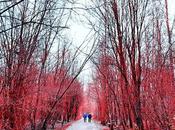 Forest Infinite #benheinephotography #autumn #fall #photography #nature #trees #arbres #forer #forest #infinire #silhouette #walk #red
