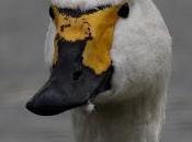 Oldest Living Member Gloucestershire Swan Dynasty Arrived from Russian Arctic