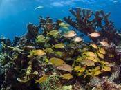 Belize: Natural Underwater Beauty