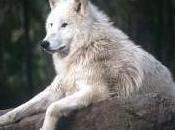 Featured Animal: Wolf