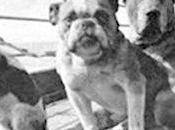 Unsolved Mystery Titanic Dogs