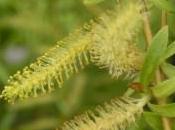 Plant Week: Salix Babylonica ‘Pendula’