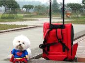 Cute Cheap Superman Suit Canine Crime-fighters Budget