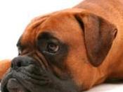 Most Important Health Supplements Older Dogs Cats