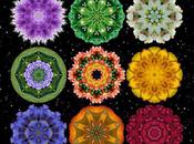 2012 Flower Mandala Calendar Water Lily