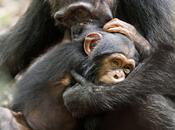 Celebrate Earth with Chimpanzee