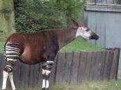 Featured Animal: Okapi