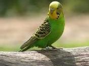 Featured Animal: Budgerigar