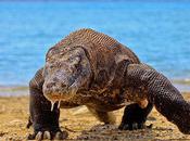 Largest Reptiles Earth