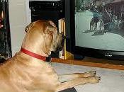 Television Going Dogs with DogTV