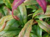 Plant Week: Nandina Domestica ‘Firepower’