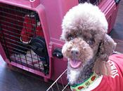 Poodle Joins Japan's Dogs, Takes Bite Crime