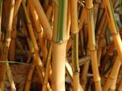 Plant Week: Phyllostachys Bambusoides ‘Castillonis’