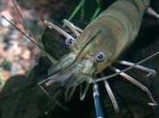 Featured Animal: Prawn