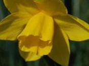 Plant Week: Narcissus ‘Hawera’