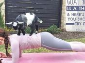 Goat Yoga Thing Here’s Should