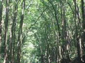 DAILY PHOTO: Made Forest Bohol