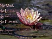 Mud, Lotus #GratitudeCircle