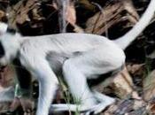 Volkswagen Cruel Test Monkeys