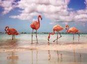 Dreaming Private Island Aruba