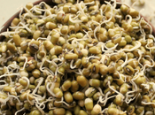 Sprout Mung Beans?
