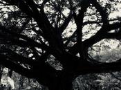 Daily Photo: Cubbon Park Tree Silvertone