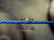 Ants Pans #WednesdayWisdom