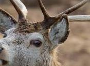 Lowland Deer Expert Panel Appointed
