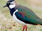 Scotland’s Woodland Farmland Birds Increase, Upland Decline