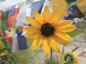 DAILY PHOTO: Sunflower Prayer Flags