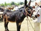Mohinder's Proud Possession Sheru, Equus Africanus Asinus (the Donkey)