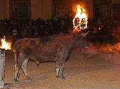 Spain Western Gory Face Toro Jubilo Bull Burning Festival
