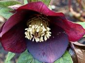 Hellebores Reluctant Stars