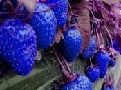 Plant Strawberry Seeds?