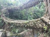 DAILY PHOTO: Double Decker Root Bridge
