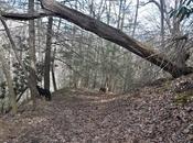 Enjoy Walk-- Snow Tomorrow