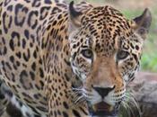 DAILY PHOTO: Creatures Mysore