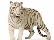 Pitiful Escaped Animals Tbilis White Tiger Shot Killed