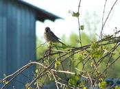 Imagine Dawn Chorus Heaven