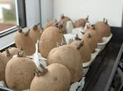 Planting Second Early Potatoes