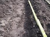 Potato-planting Plot