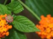 POEM: Greens Oranges