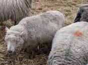 Lambing Bocketts Farm, Surrey