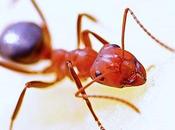 Ways Eliminate Pests Your Home