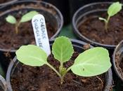 Stocking with Brassicas