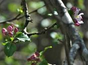 Apple Blossom Time