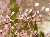 Orchid Wonderland Arrived Singapore