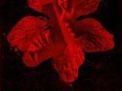 Film Challenge Action Movies Colombiana (2011)